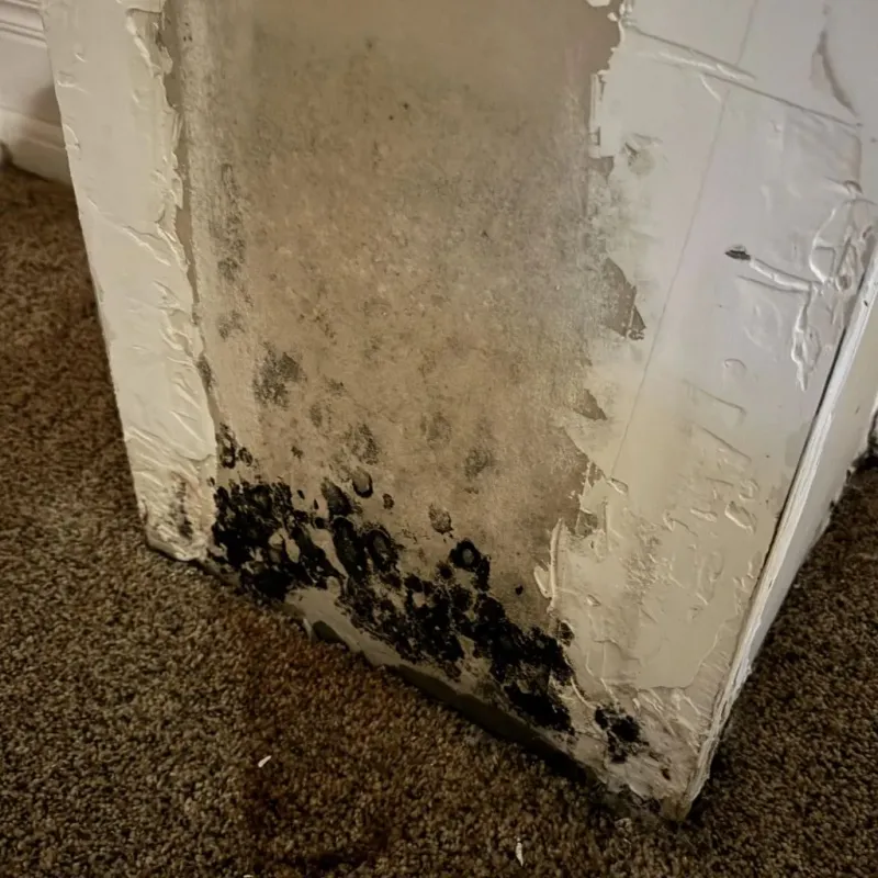 Professional Mold Removal in Lincoln, CA